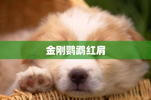 金剛鸚鵡紅肩