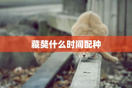 藏獒什么時間配種