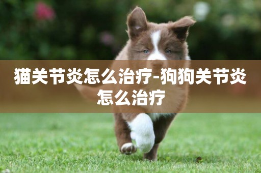 貓關節炎怎么治療-狗狗關節炎怎么治療