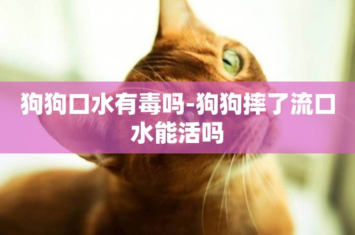 狗狗口水有毒嗎-狗狗摔了流口水能活嗎
