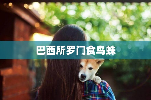 巴西所羅門食鳥蛛