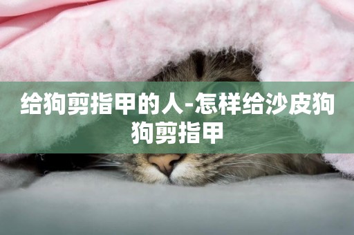 給狗剪指甲的人-怎樣給沙皮狗狗剪指甲