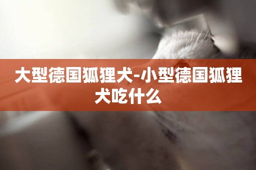 大型德國狐貍犬-小型德國狐貍犬吃什么