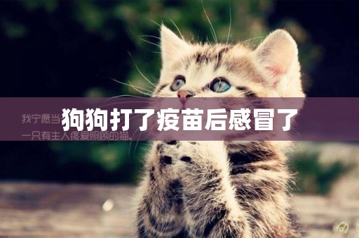 狗狗打了疫苗后感冒了