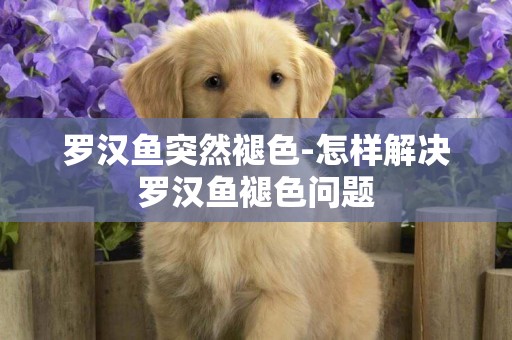 羅漢魚突然褪色-怎樣解決羅漢魚褪色問題