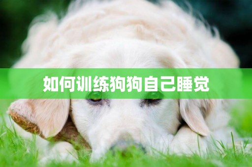 如何訓練狗狗自己睡覺