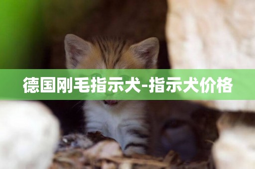 德國剛毛指示犬-指示犬價格