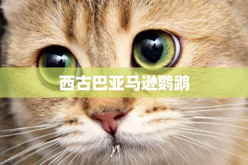 西古巴亞馬遜鸚鵡