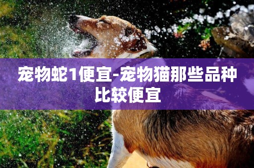 寵物蛇1便宜-寵物貓那些品種比較便宜