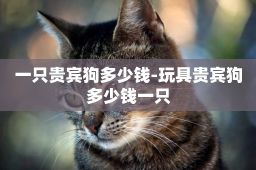 一只貴賓狗多少錢-玩具貴賓狗多少錢一只
