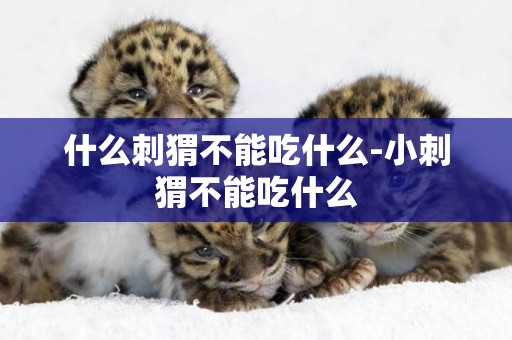 什么刺猬不能吃什么-小刺猬不能吃什么