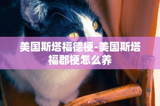 美國斯塔福德梗-美國斯塔福郡梗怎么養
