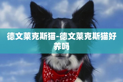 德文萊克斯貓-德文萊克斯貓好養嗎