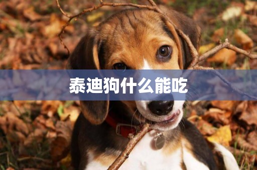 泰迪狗什么能吃