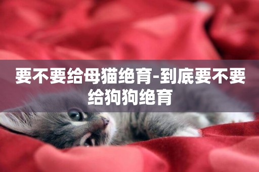 要不要給母貓絕育-到底要不要給狗狗絕育