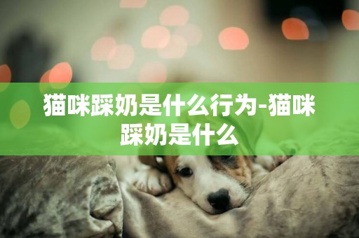 貓咪踩奶是什么行為-貓咪踩奶是什么