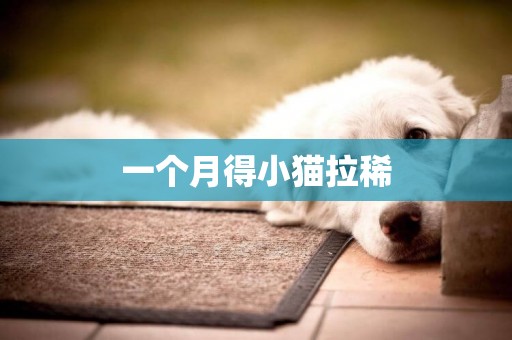 一個月得小貓拉稀