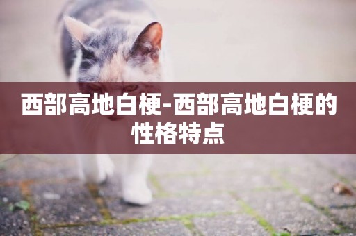 西部高地白梗-西部高地白梗的性格特點