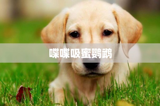 喋喋吸蜜鸚鵡
