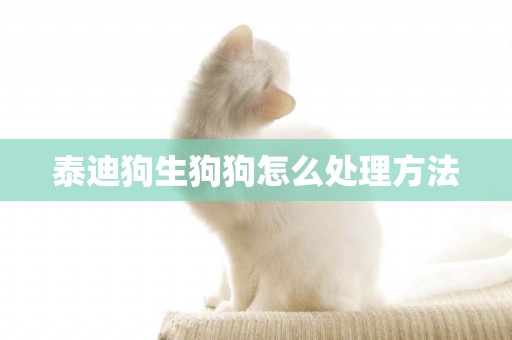 泰迪狗生狗狗怎么處理方法