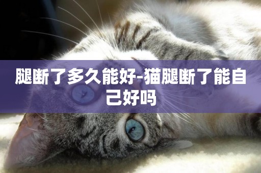 腿斷了多久能好-貓腿斷了能自己好嗎