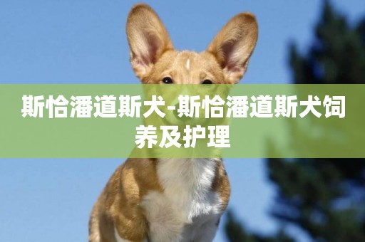 斯恰潘道斯犬-斯恰潘道斯犬飼養及護理