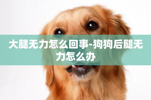 大腿無力怎么回事-狗狗后腿無力怎么辦