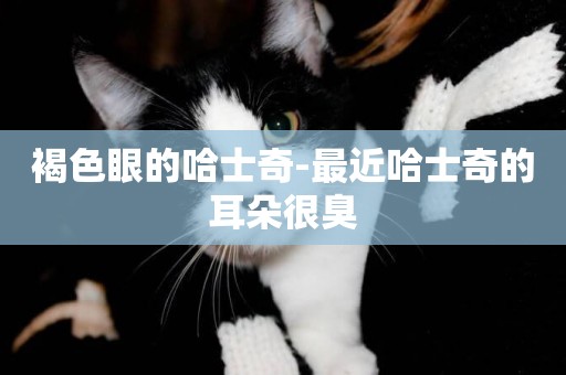 褐色眼的哈士奇-最近哈士奇的耳朵很臭