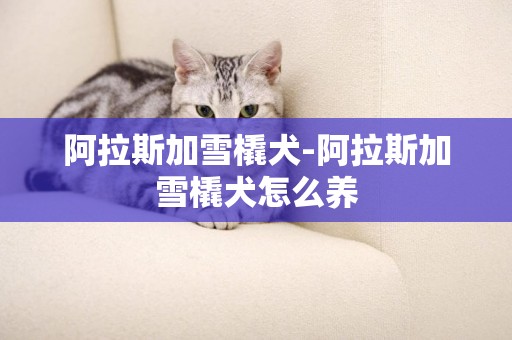 阿拉斯加雪橇犬-阿拉斯加雪橇犬怎么養
