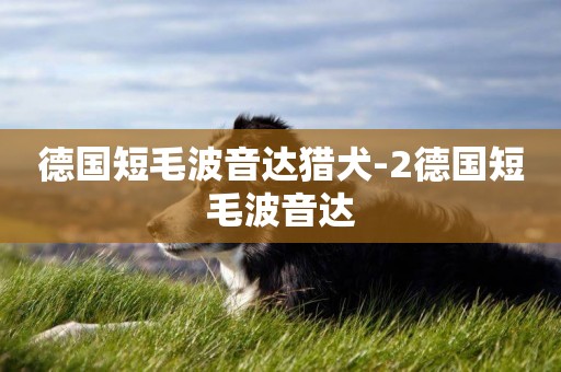 德國短毛波音達獵犬-2德國短毛波音達
