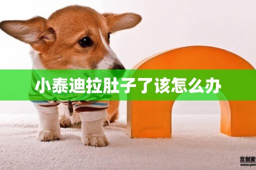 小泰迪拉肚子了該怎么辦