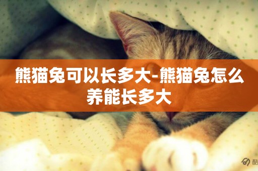 熊貓兔可以長多大-熊貓兔怎么養能長多大