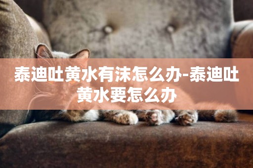 泰迪吐黃水有沫怎么辦-泰迪吐黃水要怎么辦