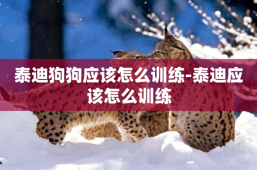 泰迪狗狗應該怎么訓練-泰迪應該怎么訓練