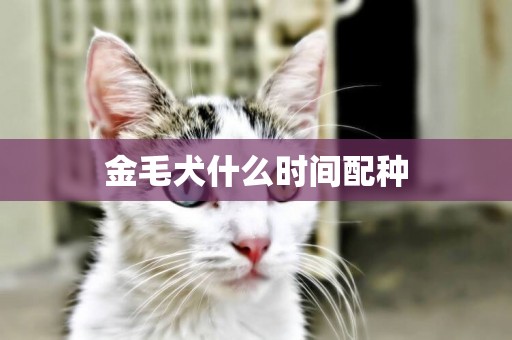 金毛犬什么時間配種