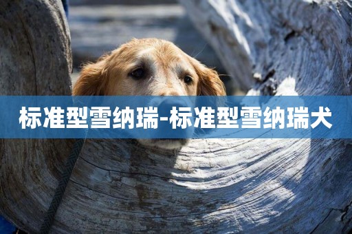 標準型雪納瑞-標準型雪納瑞犬