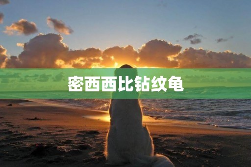 密西西比鉆紋龜