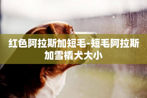 紅色阿拉斯加短毛-短毛阿拉斯加雪橇犬大小