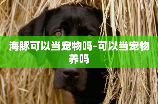 海豚可以當寵物嗎-可以當寵物養嗎
