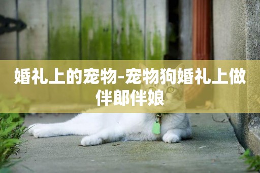 婚禮上的寵物-寵物狗婚禮上做伴郎伴娘