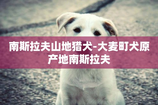 南斯拉夫山地獵犬-大麥町犬原產地南斯拉夫