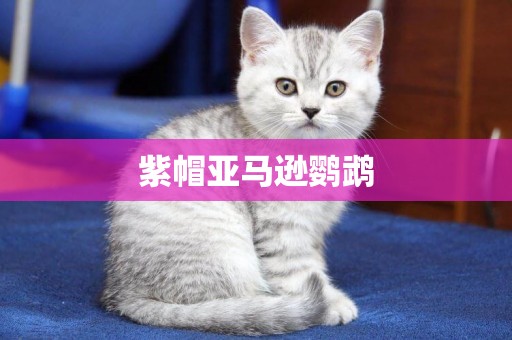 紫帽亞馬遜鸚鵡