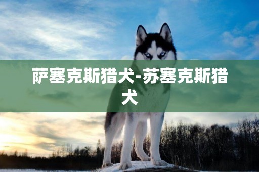 薩塞克斯獵犬-蘇塞克斯獵犬