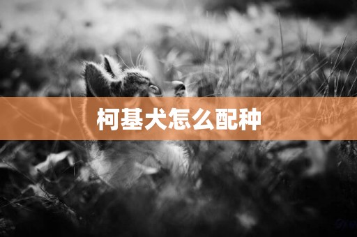 柯基犬怎么配種