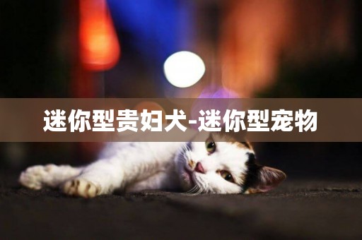 迷你型貴婦犬-迷你型寵物