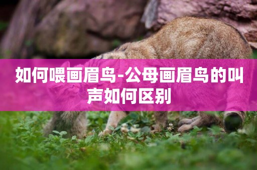 如何喂畫眉鳥-公母畫眉鳥的叫聲如何區別