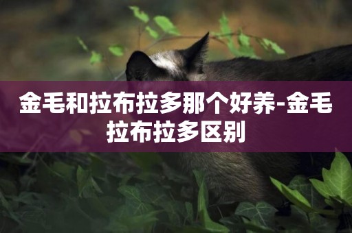 金毛和拉布拉多那個好養-金毛拉布拉多區別
