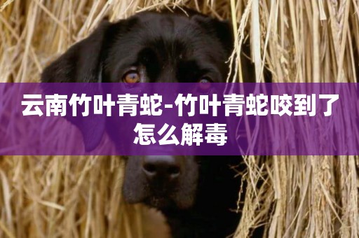云南竹葉青蛇-竹葉青蛇咬到了怎么解毒