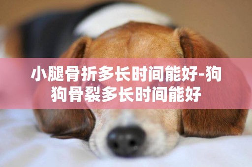 小腿骨折多長時間能好-狗狗骨裂多長時間能好