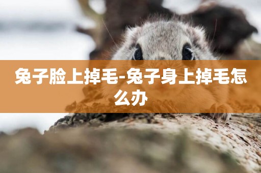 兔子臉上掉毛-兔子身上掉毛怎么辦